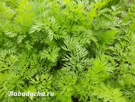 Тогава морков растение, давайки