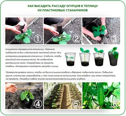 Засаждане на краставици в работата на парникови поликарбонатни функции