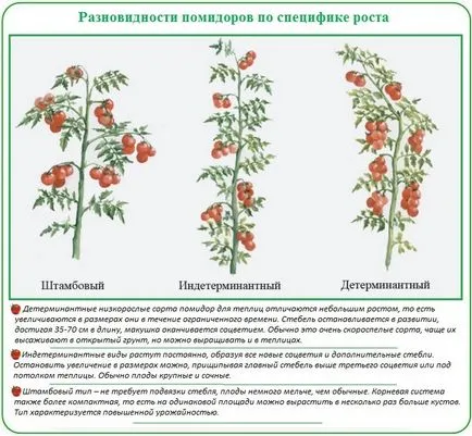 Засаждане домати в етапите на парникови поликарбонат и спецификата (кацане) Засаждане домати в етапите на парникови поликарбонат и спецификата