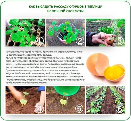 Засаждане на краставици в работата на парникови поликарбонатни функции