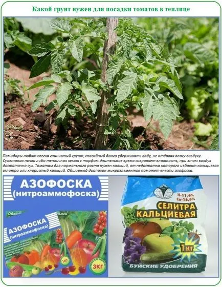 Засаждане домати в етапите на парникови поликарбонат и спецификата (поликарбонат) Засаждане домати в етапите на парникови поликарбонат и спецификата
