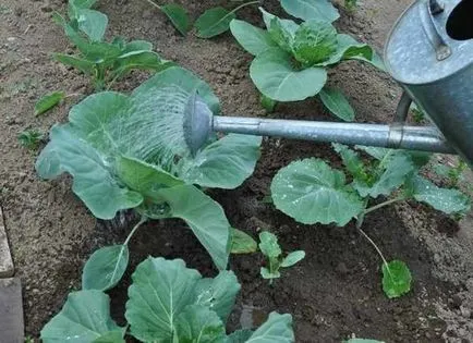 Правилно поливане на градински растения (като поливане краставици) Правилно поливане на градински растения