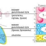 Бронхиалната астма атака какво да се прави, ако има инхалатор, как да се облекчи астма (бронхиална) Бронхиалната астма атака какво да се прави, ако има инхалатор, как да се облекчи задавяне