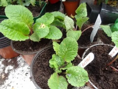 Primrose расте от семена у дома си, когато да се сеят