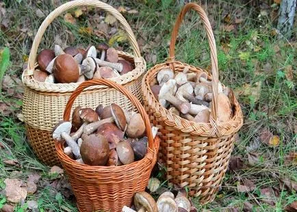 Признаци на гъбички