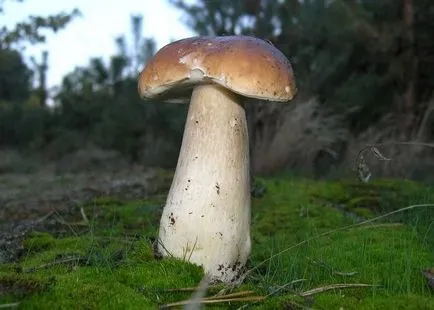 Признаци на гъбички
