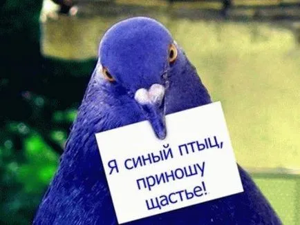 Omen птица се блъсна в прозореца