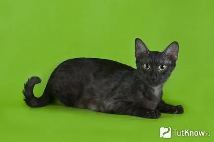 Произход и описание на египетска мау котка