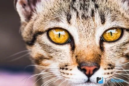 Произход и описание на египетска мау котка