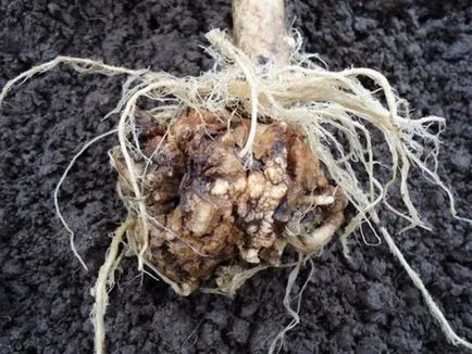 Доказан мерки за предотвратяване и борба с clubroot на зеле