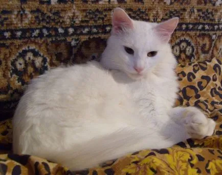 Психология котки - е ключът към разбирането