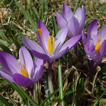 Crocus растение - снимки и цветни видове, грижи, размножаване, отглеждане