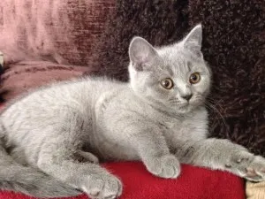 Развитието на котенцата от седмица