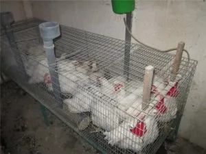 Размножаване на пилета в правилата за дома и схеми (у дома, можете да) Размножаване на пилета в правилата за дома и схеми