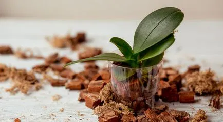 Възпроизвеждането на Phalaenopsis