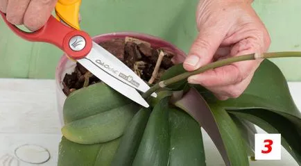 Възпроизвеждането на Phalaenopsis