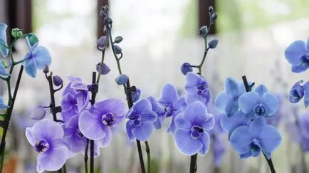 Възпроизвеждането на Phalaenopsis