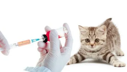Развитието на коте от месец или седмица