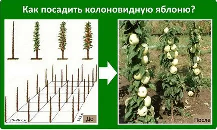 Различни въпроси за отглеждане колонен ябълка, оплождане, болести, как да засадят (въпроси) Различни въпроси за отглеждане колонен ябълка, оплождане, болести, как да засадят