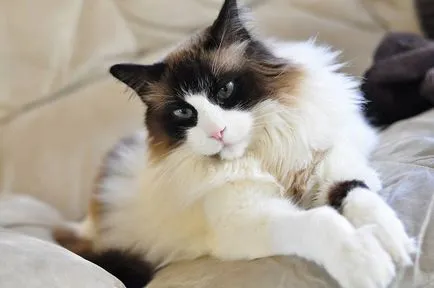 Ragdoll снимки на котки, цена, описание порода, характер, видео, детски ясли - murkote за котки и котки