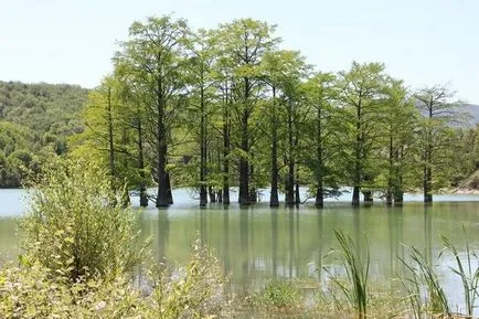 възпроизвеждане кипарис