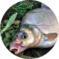 Гума за риболов на шаран на sabrefish на платика, как да се направи дъвка със собствените си ръце