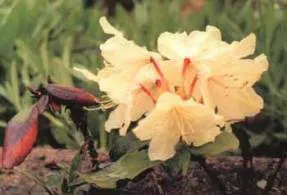 Rhododendron - засаждане и грижи, фото растения