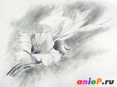 Gladiolus Рисуване с молив - уроци по рисуване моливи и пастели