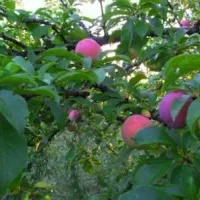 Garden Var, шпакловка или който и да е по-добре за лечение на дървета, sadovodstvo24 (шпакловка) Garden Var, шпакловка или който и да е по-добре за лечение на дървета, sadovodstvo24