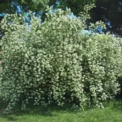 Garden жасмин специално за кацане и поддръжка, изграждане портал