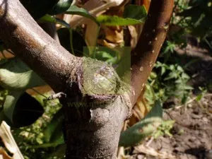 Garden Var, шпакловка или който и да е по-добре за лечение на дървета, sadovodstvo24 (какво) Garden Var, шпакловка или който и да е по-добре за лечение на дървета, sadovodstvo24