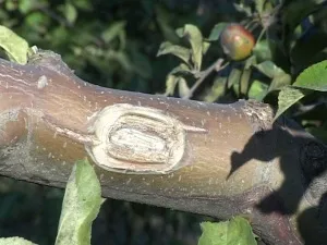 Garden Var, шпакловка или който и да е по-добре за лечение на дървета, sadovodstvo24 (по-добър) Garden Var, шпакловка или който и да е по-добре за лечение на дървета, sadovodstvo24