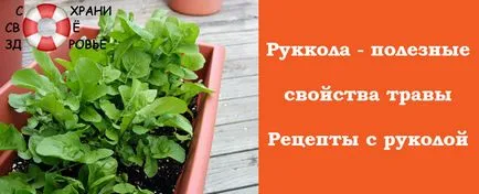 Рукола - полезни свойства и рецепти с хранителни зеленчуци
