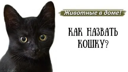 Българските прякори за момичета котки и красива светлина (име на любимия герой) Българските прякори котка момичета светлина и красива