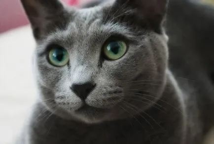 Руска синя котка