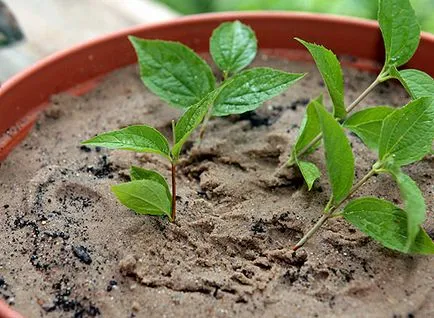 Jasmine Garden разполага засаждане, грижи, как да се пресаждат на растение, фото и видео