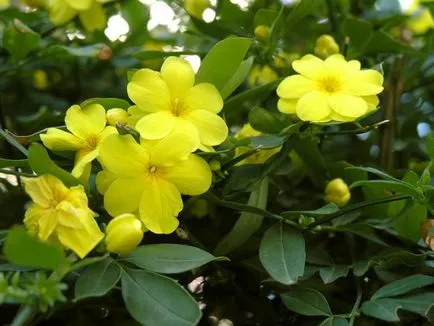 Jasmine Garden разполага засаждане, грижи, как да се пресаждат на растение, фото и видео