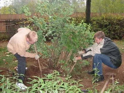 Garden жасмин специално за кацане и поддръжка, изграждане портал