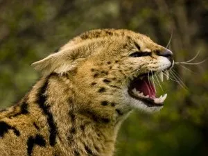 Serval котка снимка, цената, на характера на породата, описание, видео