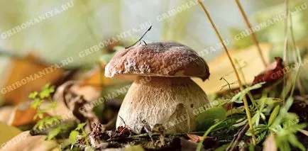 Ядливи гъби, gribomaniya