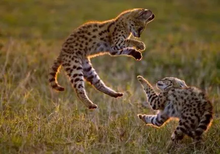 Serval котка снимка, цената, на характера на породата, описание, видео