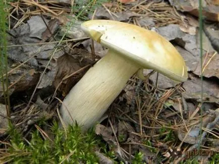 ядливи гъби