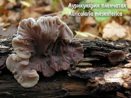 ядливи гъби