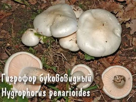 ядливи гъби