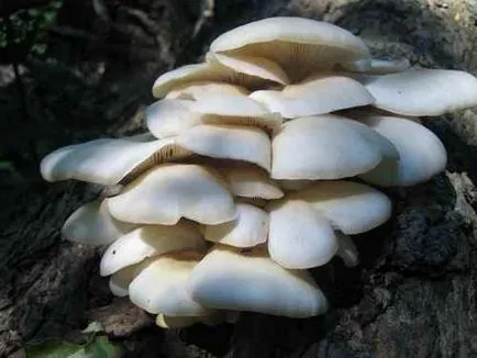 ядливи гъби
