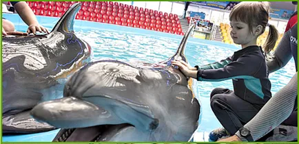 Delfinterápiás vagy delfinekkel kezelni az embereket (delfin) Delfinterápiás vagy delfinekkel kezelni az embereket