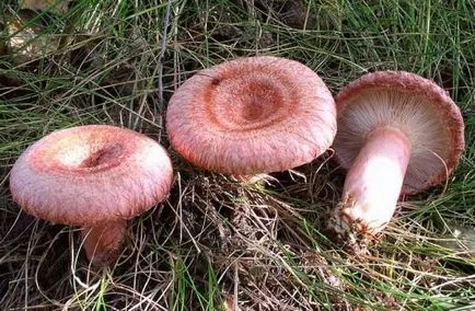 Gyermekek mintegy gomba ehető és mérgező a nevét és leírását
