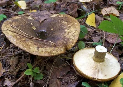 Gyermekek mintegy gomba ehető és mérgező a nevét és leírását