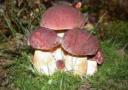 Gyermekek mintegy gomba ehető és mérgező a nevét és leírását