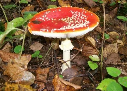 Gyermekek mintegy gomba ehető és mérgező a nevét és leírását